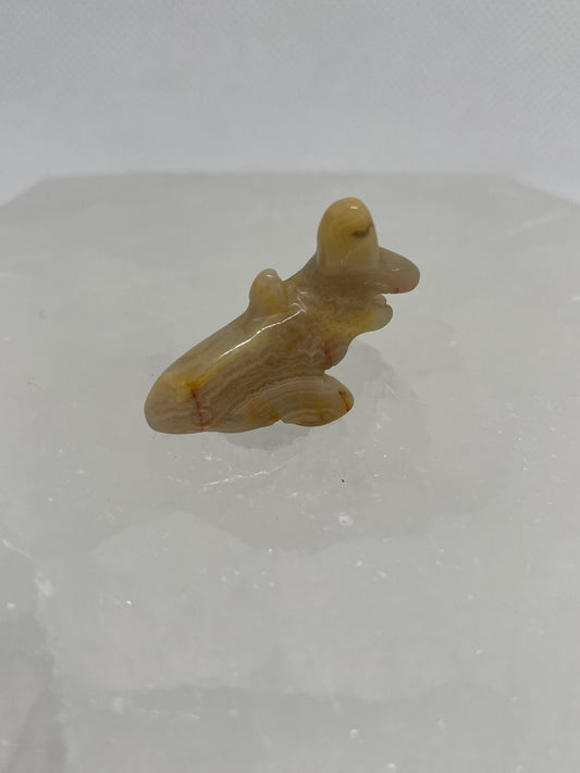 Crazy Lace Agate Shark Mini